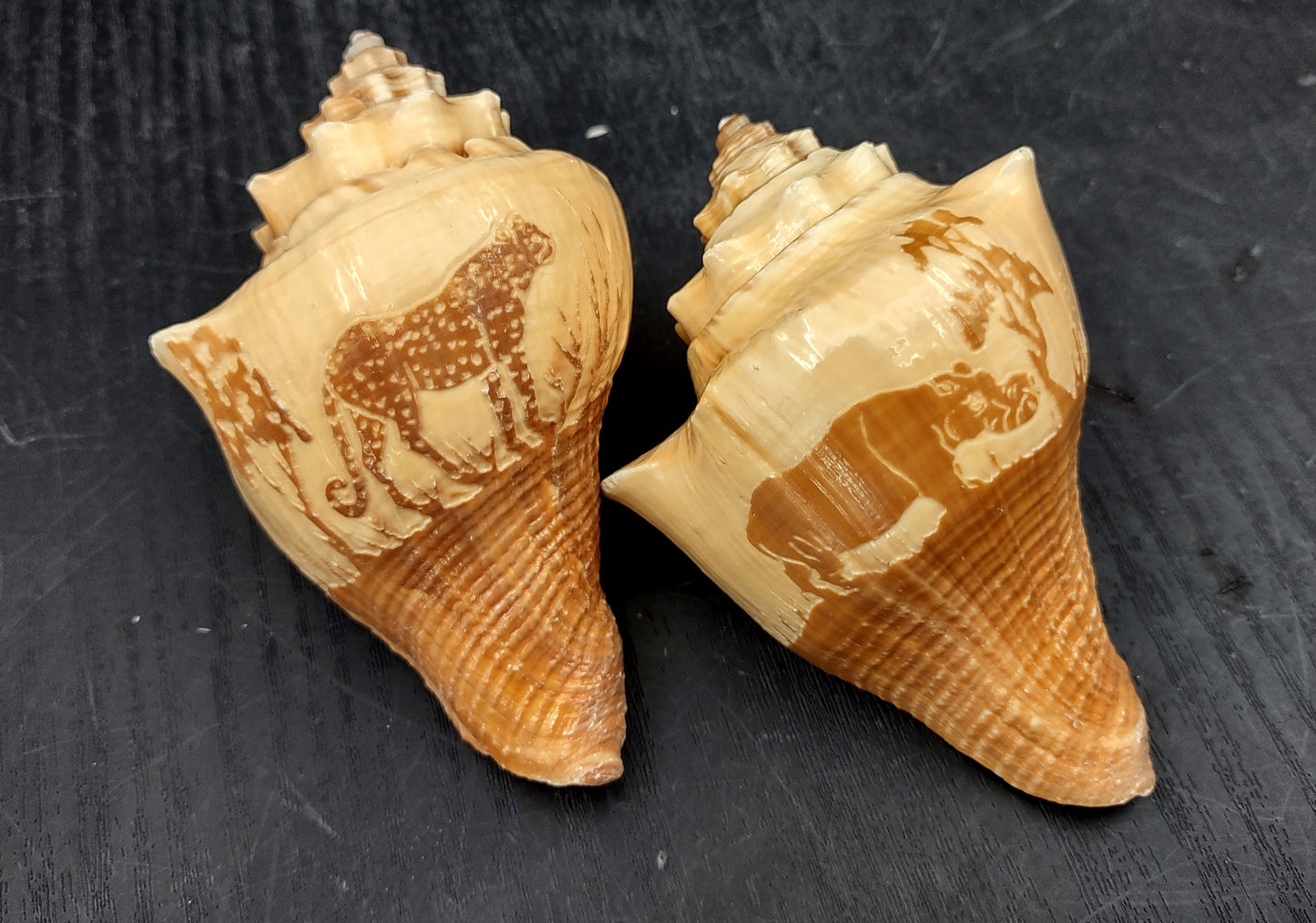 Carved Conch Seashell Decorative Set Lion Tiger Bear (3 shells approx. 3+ inches) Conch shells for coastal crafting display & collecting! Brown and tan spiral shells. Copy right 2024 SeaShellMart.com
