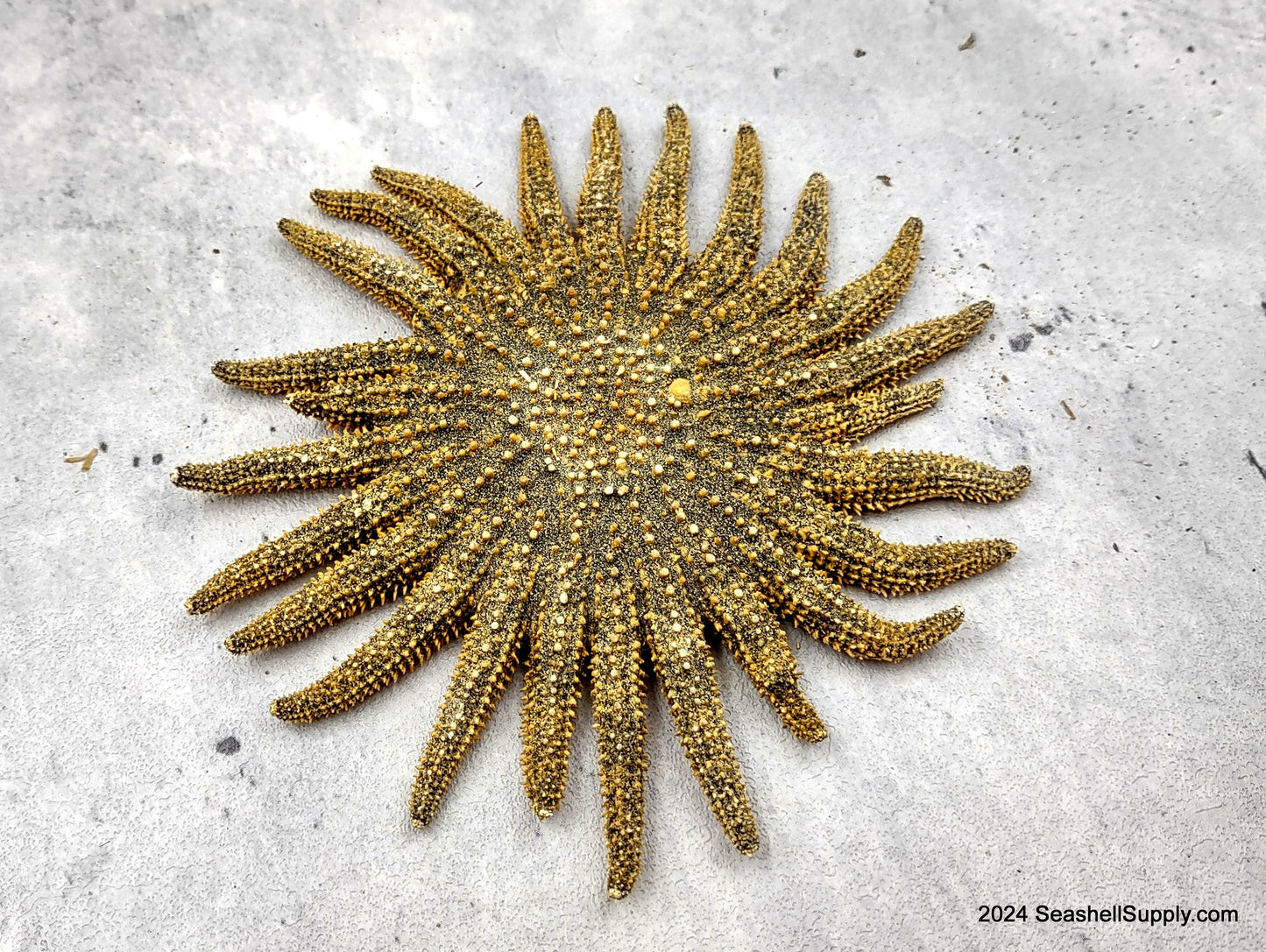 Mexican Sun Star Heliaster Kubiniji (1 starfish approx. 4+ inches) Great shells for coastal crafting décor & collections!