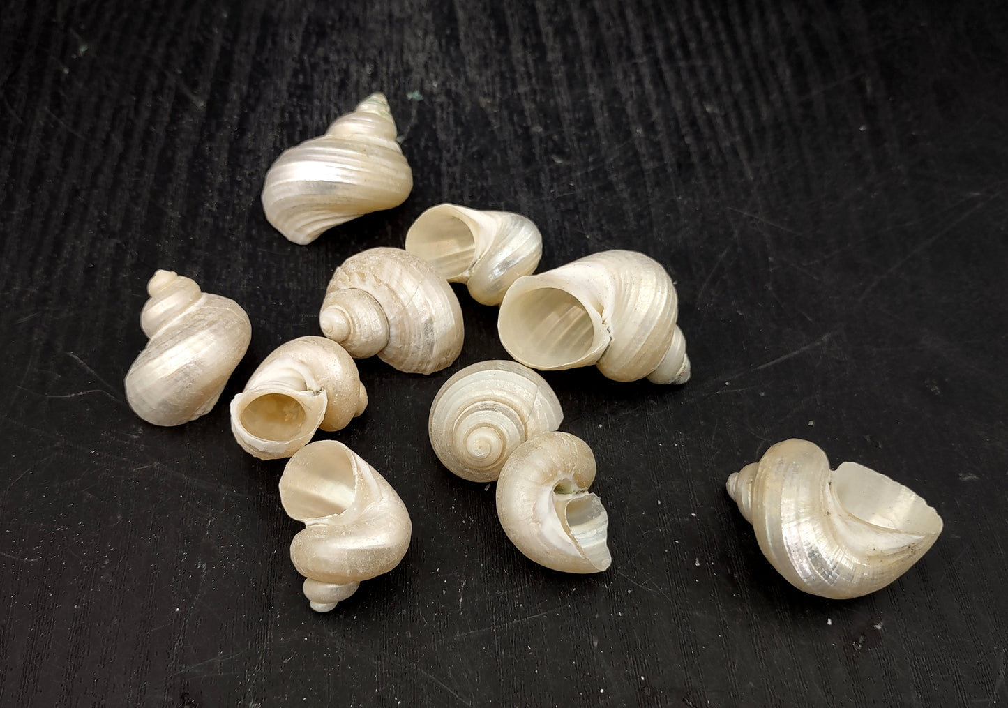 Pearlized Turbo Seashells (10 pcs.). Pile of spiral white glazed shells with medium sized openings. Copyright 2022 SeaShellSupply.com.