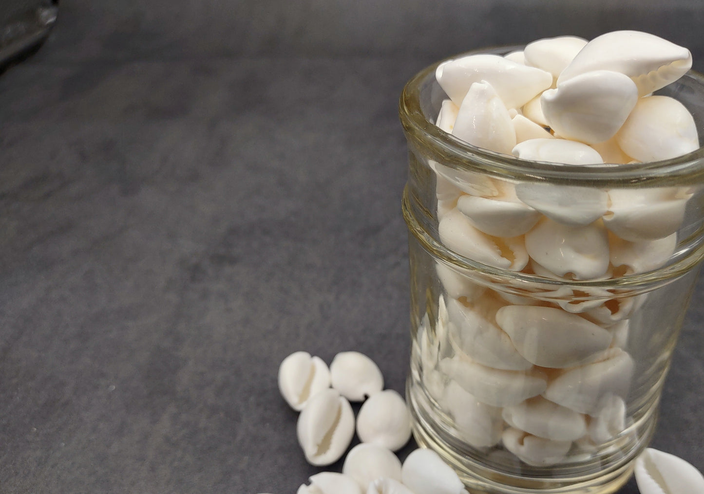 White Cowrie Seashells - Cypraea Annulus - (45-50 shells approx. .5-.75 inch). Multiple white shells in a pile. Copyright 2024 SeaShellSupply.com.