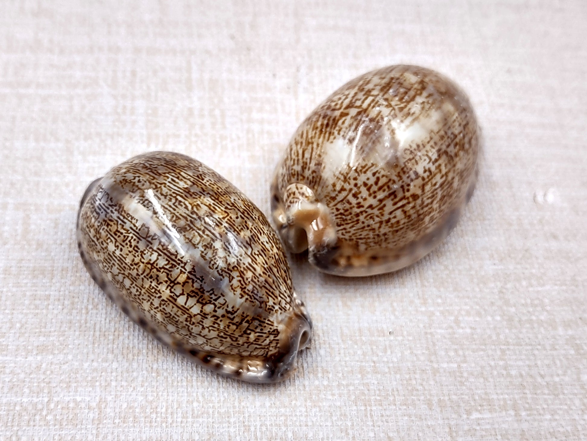 Large Arabic Cowrie Seashells Cypraea Arabica (2 shells approx. 2+ inches) Beautiful shells for any coastal crafting or décor! Brown and white spotted wrapped shells. Copyright 2024 SeaShellMart.com