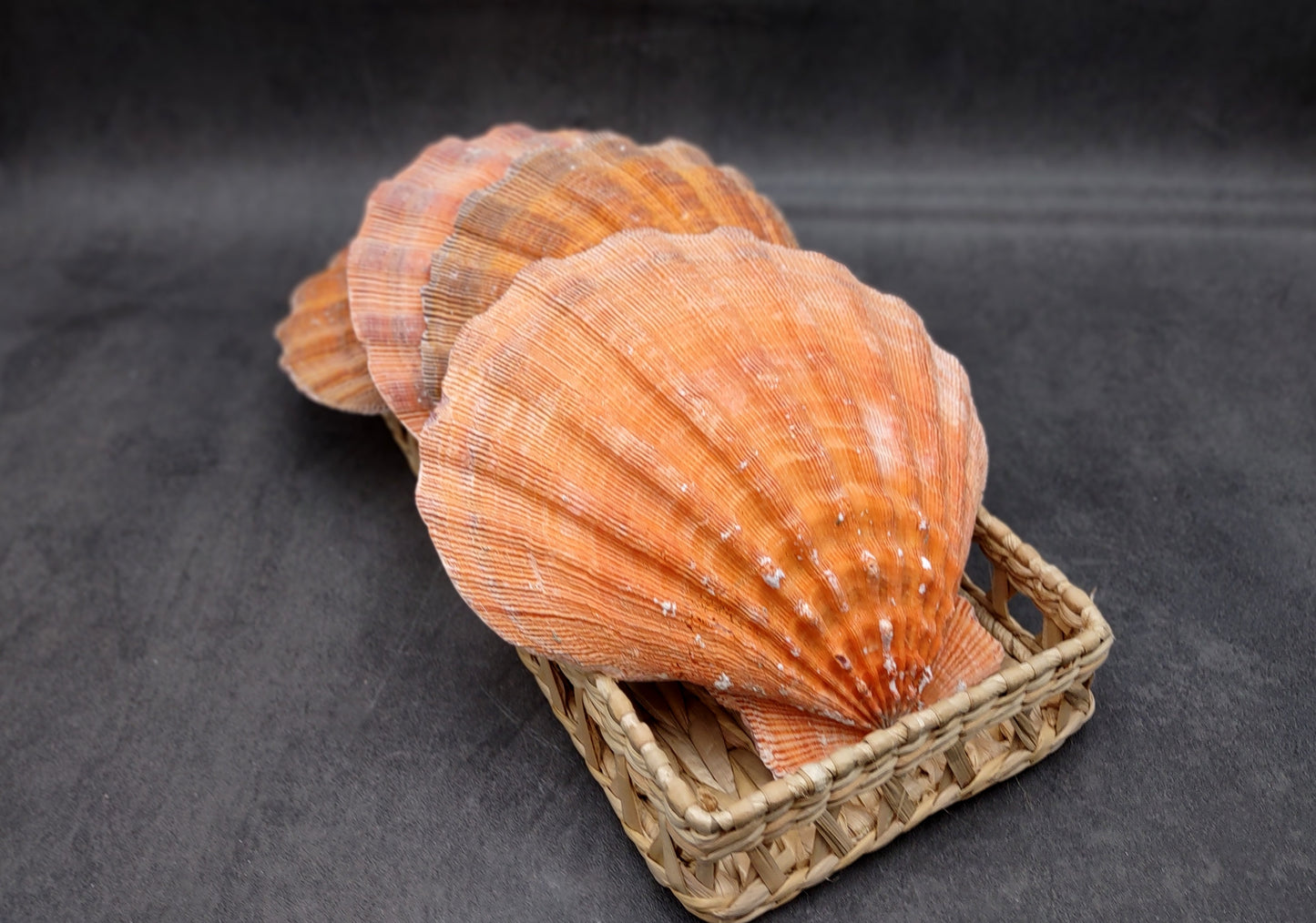 Orange Lion's Paw Scallop Seashell Pecten Subnodosus (1 shell approx. 6+ inches) Great shell for ocean decoration art projects & crafting!