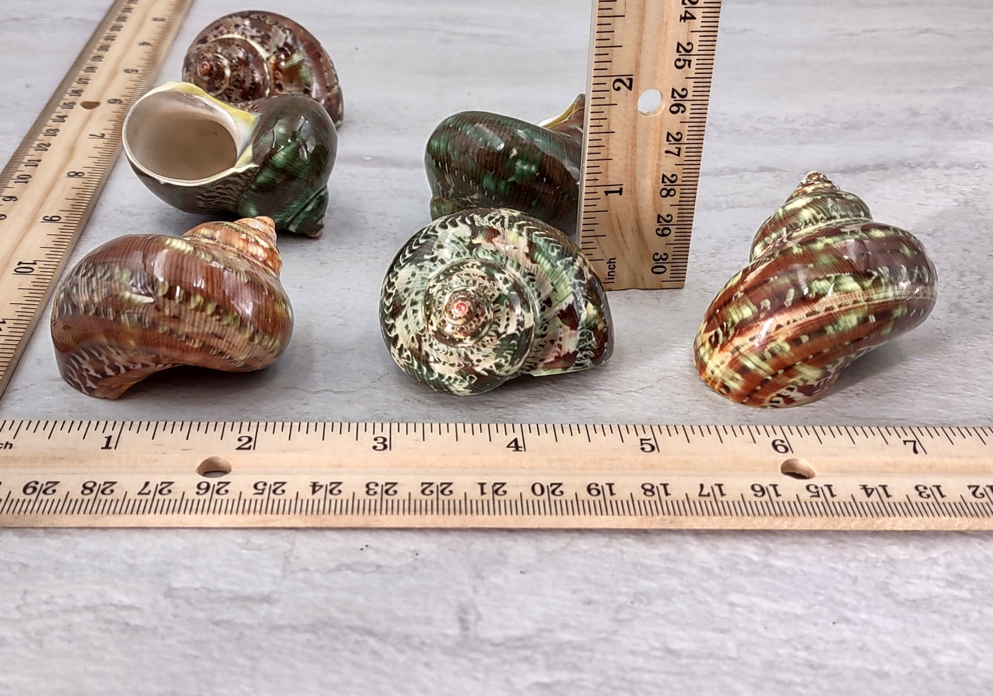 Tapestry Green Speckled Turbo Seashells Turbo Petholatus (2 shells approx. 2+ inches) Great for hermit crabs art crafts & collecting!