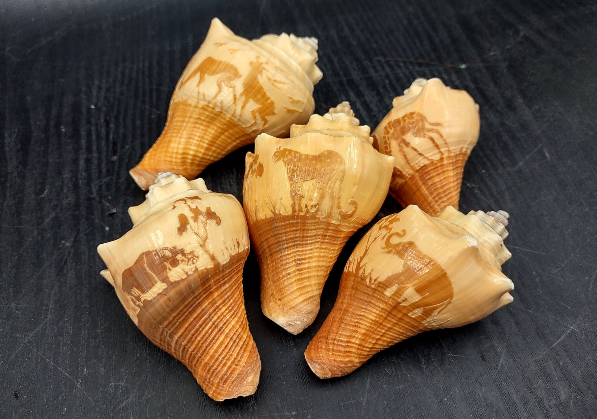 Carved Conch Seashell Decorative Set Lion Tiger Bear (3 shells approx. 3+ inches) Conch shells for coastal crafting display & collecting! Brown and tan spiral shells. Copy right 2024 SeaShellMart.com
