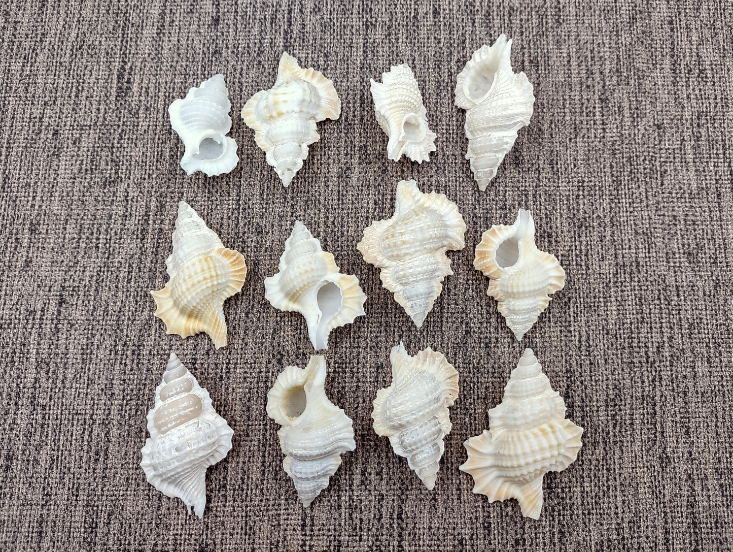 Mapleleaf Frog Seashells Biplex Perca (6 shells approx. 1+ inches) Adorable shells for any coastal collection or display!