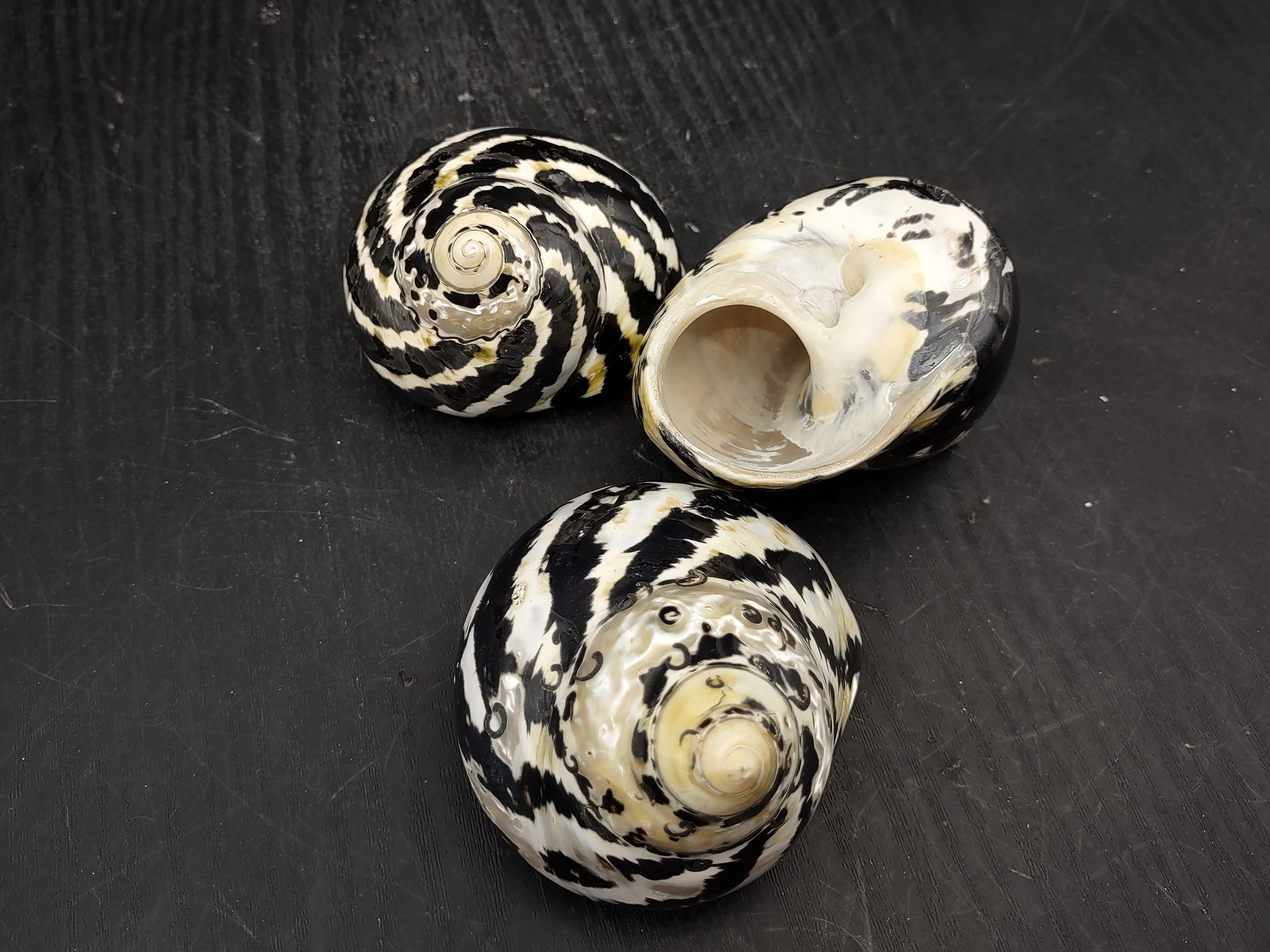 Polished West Indian Top/Magpie Seashell (appx. 2 inches) - Cittarium Pica. One black and white spotted spiral shell. Copyright 2022 SeaShellSupply.com.