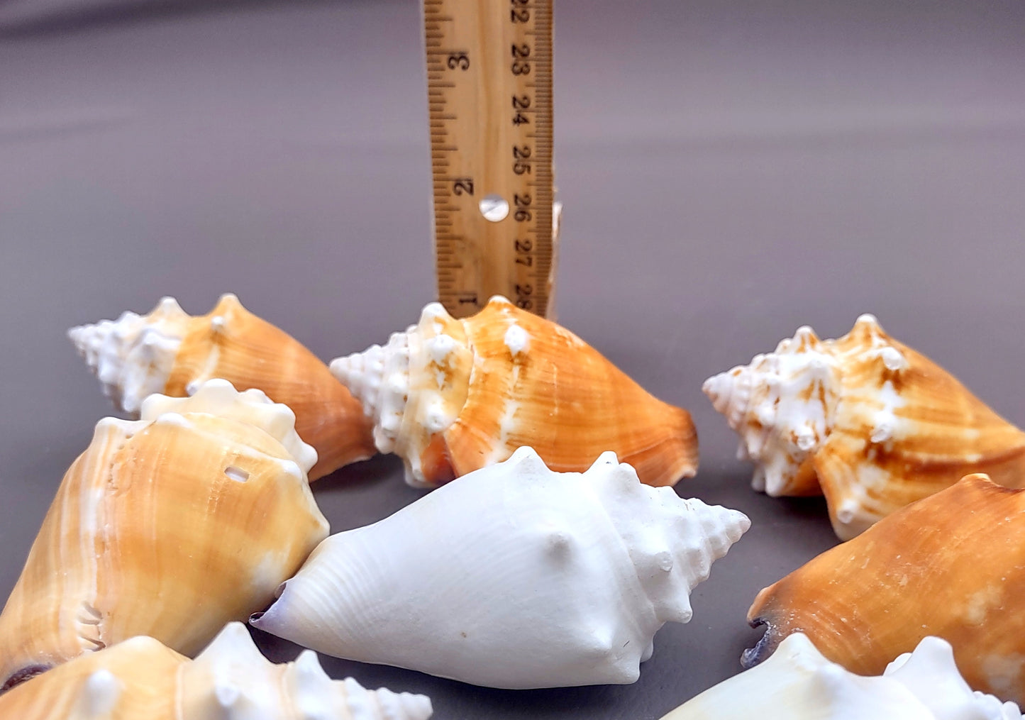 Florida Fighting Conch Seashell - Strombus Pugilus - (2 shells 2-3 inches). Orange tinted shells knobby shells. Copyright 2024 SeaShellSupply.com.