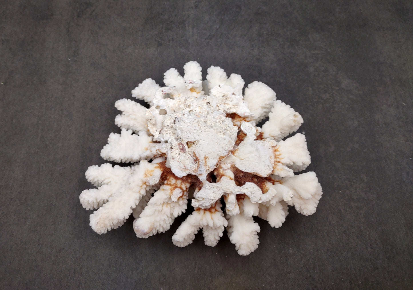 Brownstem White Coral Cluster Pocillopora Verrucosa (1 coral approx. 7L x 3H x 6D inches) Coral for coastal collections & display!