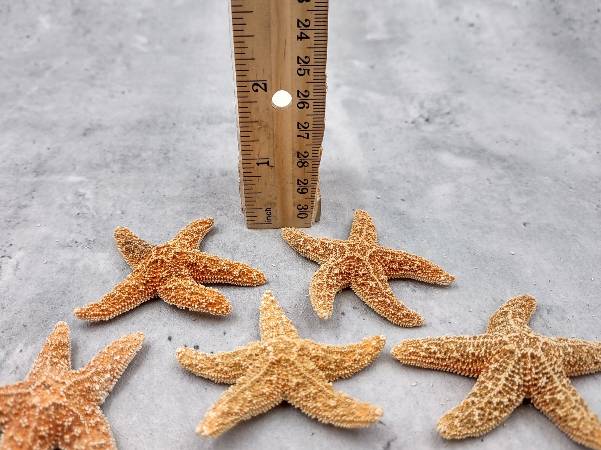 Small Sugar Starfish Piaster Ochraceus (2 starfish approx. 2+ inches) Perfect shells for coastal crafting décor & collections! Sand-colored textured Starfish. Copyright 2024 SeaShellSupply.com