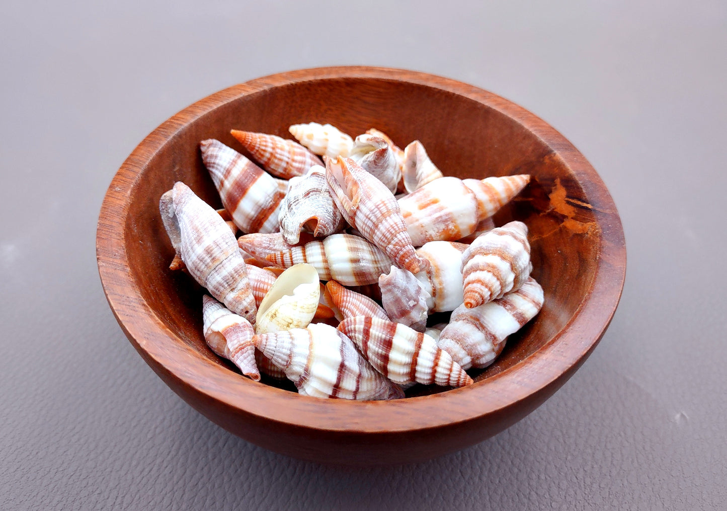 Assorted Miter Seashells (appx. 22-25 pcs.). Multiple red and orange shaded spiral ribbed shells in a pile. Copyright 2024 SeaShellSupply.com.