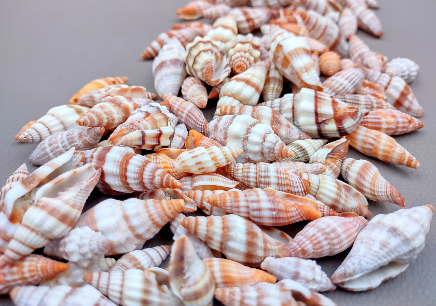 Assorted Miter Seashells (appx. 22-25 pcs.). Multiple red and orange shaded spiral ribbed shells in a pile. Copyright 2024 SeaShellSupply.com.