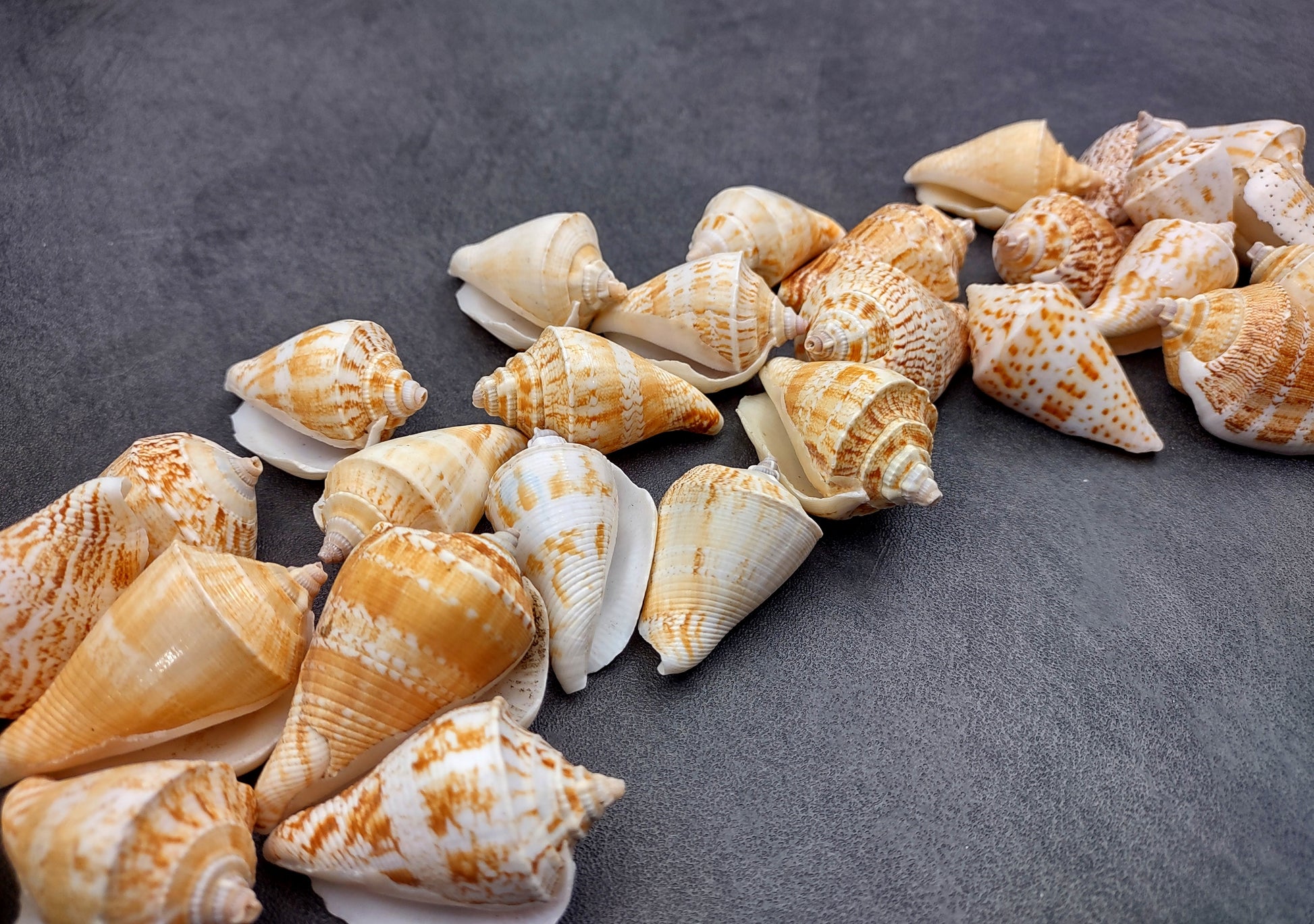 Margined Conch Seashells - Strombus Marginatus - (10 shells). A small pile of white spiral shells with brown accents. Copyright 2022 SeaShellSupply.com.