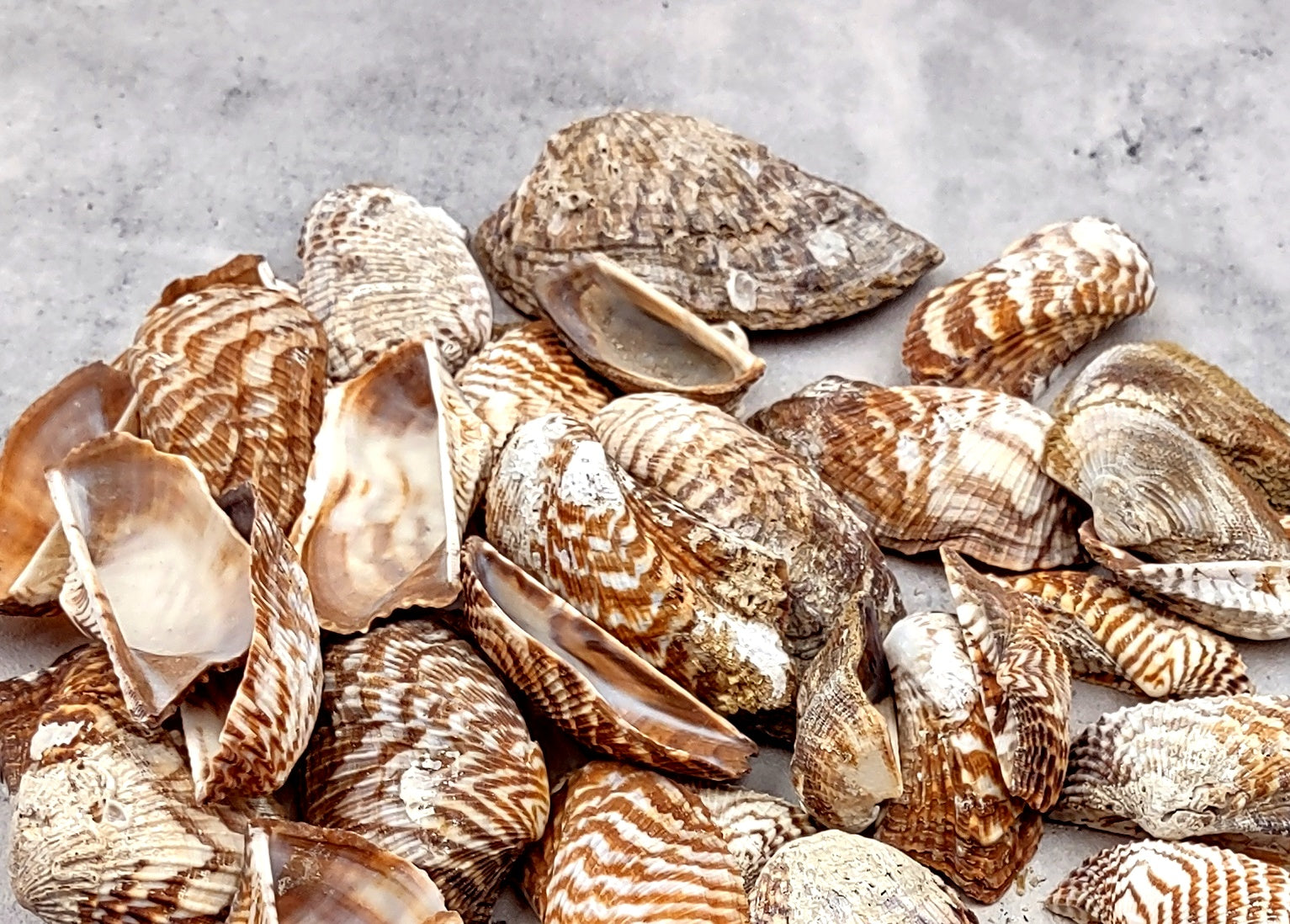 Turkey Wing Seashells (20 pcs.) - Arca Zebra. Multiple white and tan stripped shells with a wide opening. Copyright 2024 SeaShellSupply.com.