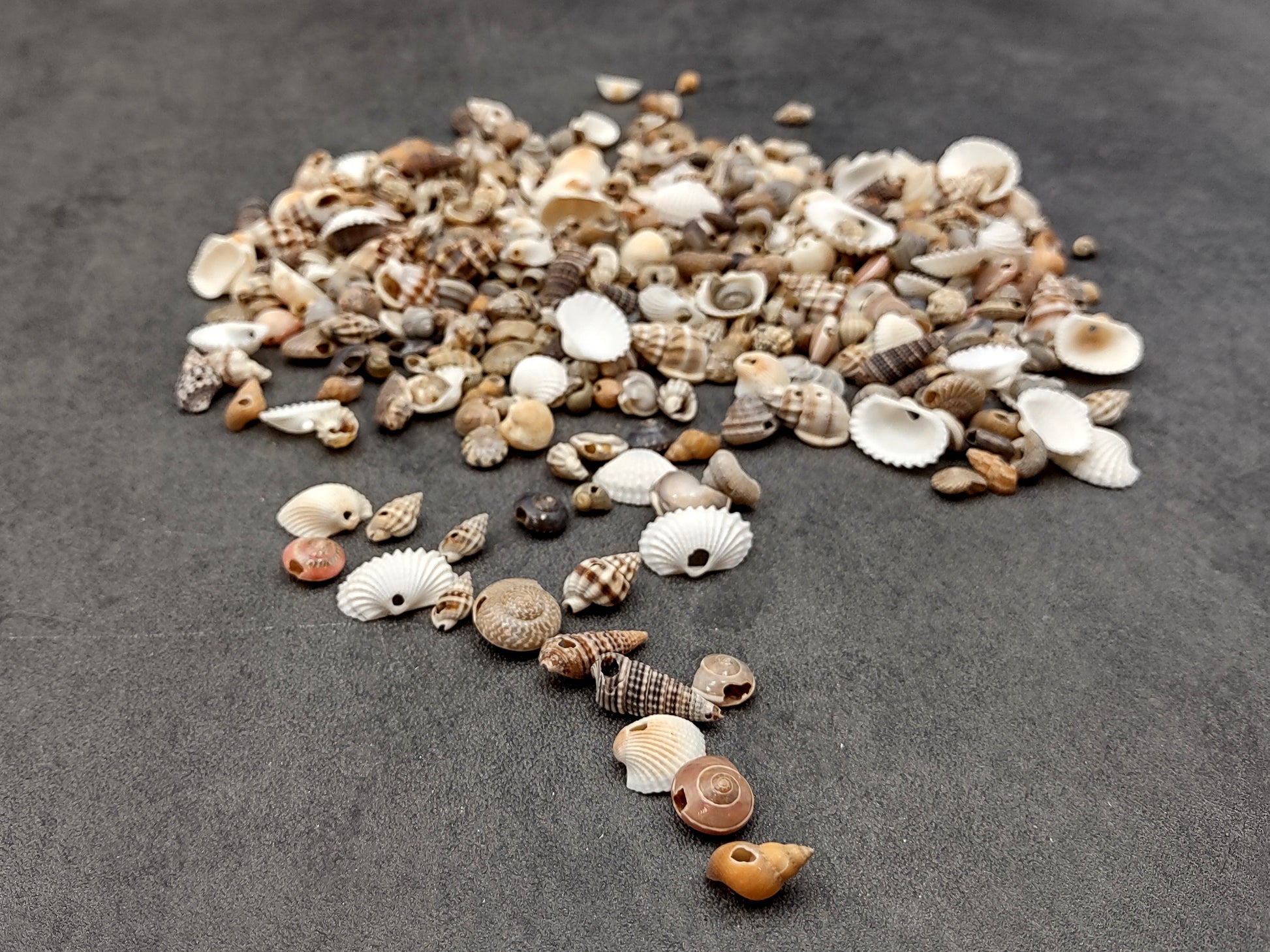 Extra Small Drilled Seashells (approx. 1 cup 180+ shells 0.5+ inch) Perfect shells for coastal crafting and collections! Mixed pastel spiral and wide shells of tan and brown colors with a sprinkle of purple. Copy right 2024 SeaShellSupply.com