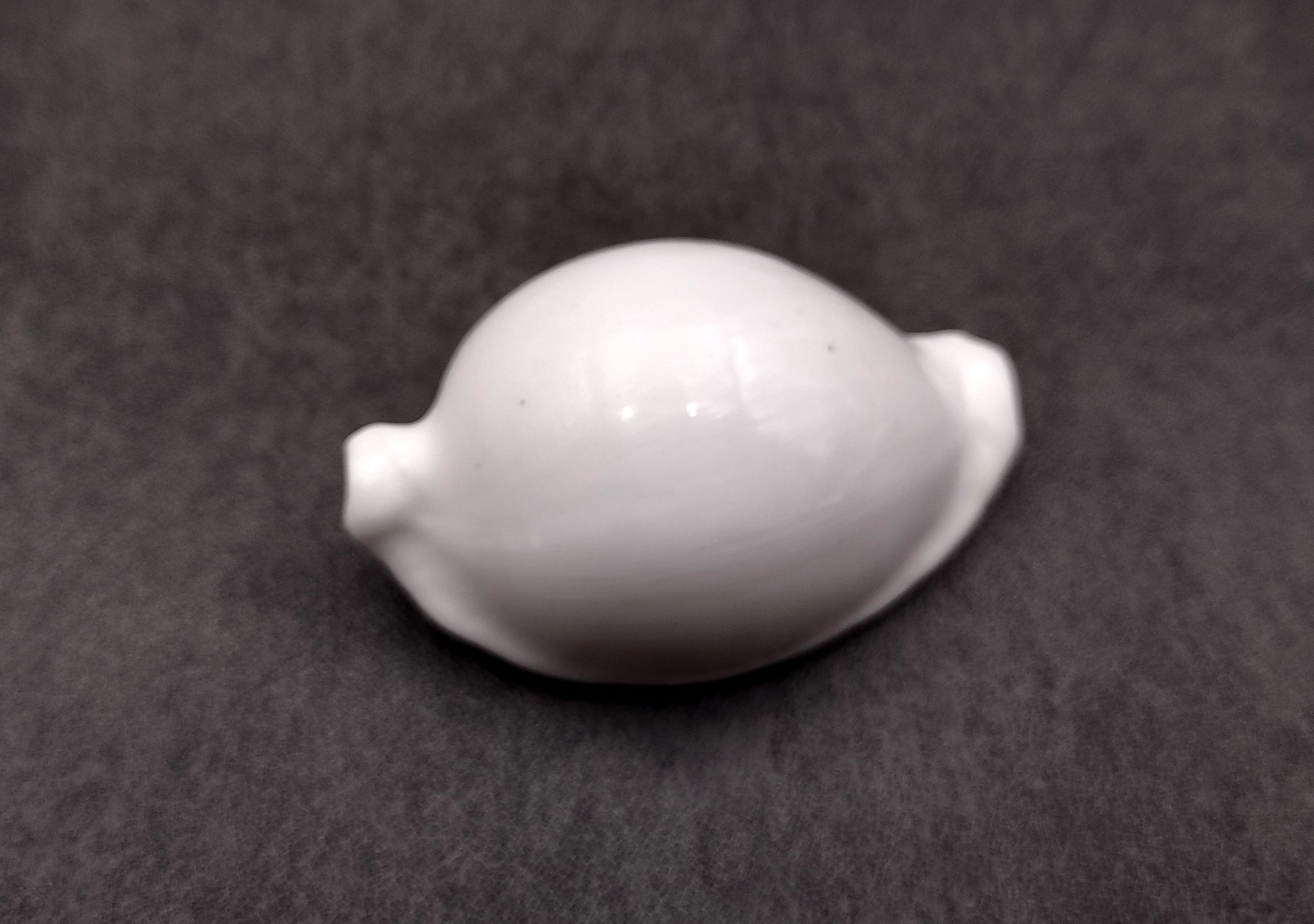 Egg Cowrie Seashell (2 Inches) - Ovula Ovum. White shiny shell. Copyright 2024 SeaShellSupply.com