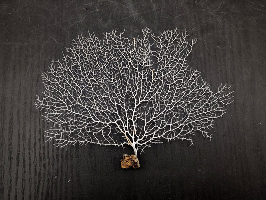 White Sea Fan Coral Gorgonia Ventalina (1 fan approx. 5-6+ inches) Adorable sea fan for any coastal projects or as a collection addition!