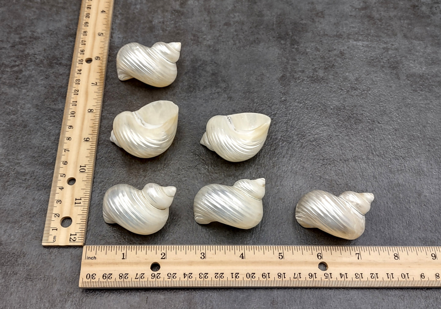 Pearlized Silver Mouth Turbo Seashells Turbo Argyrostoma (2 shells approx. 2+ inches) For hermit crabs art projects crafts & collecting!