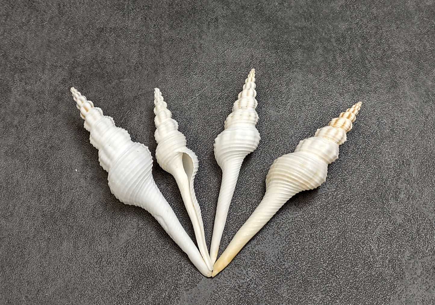 Distaff Spindle Seashells Fusinus Colus (4 shells approx. 3+ inches) Swell shells for any coastal themed arts and crafts!