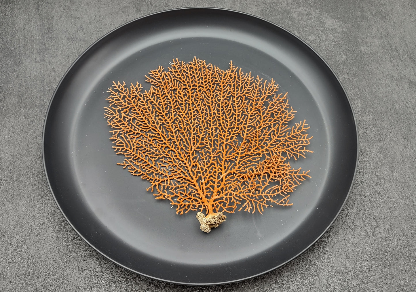 Red-Orange Sea Fan - Echinogorgia SP - (1 fan approx. 5-7 inches) on dark background. Copyright 2022 SeaShellSupply.com.