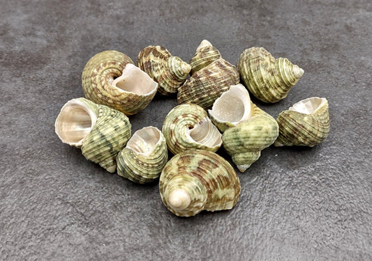 Jade Green Turbo Seashells - Turbo Brunneus - (10 shells approx. 1-2 inches). Pile of multiple shaded spiral turquoise shells. Copyright 2022 SeaShellSupply.com.