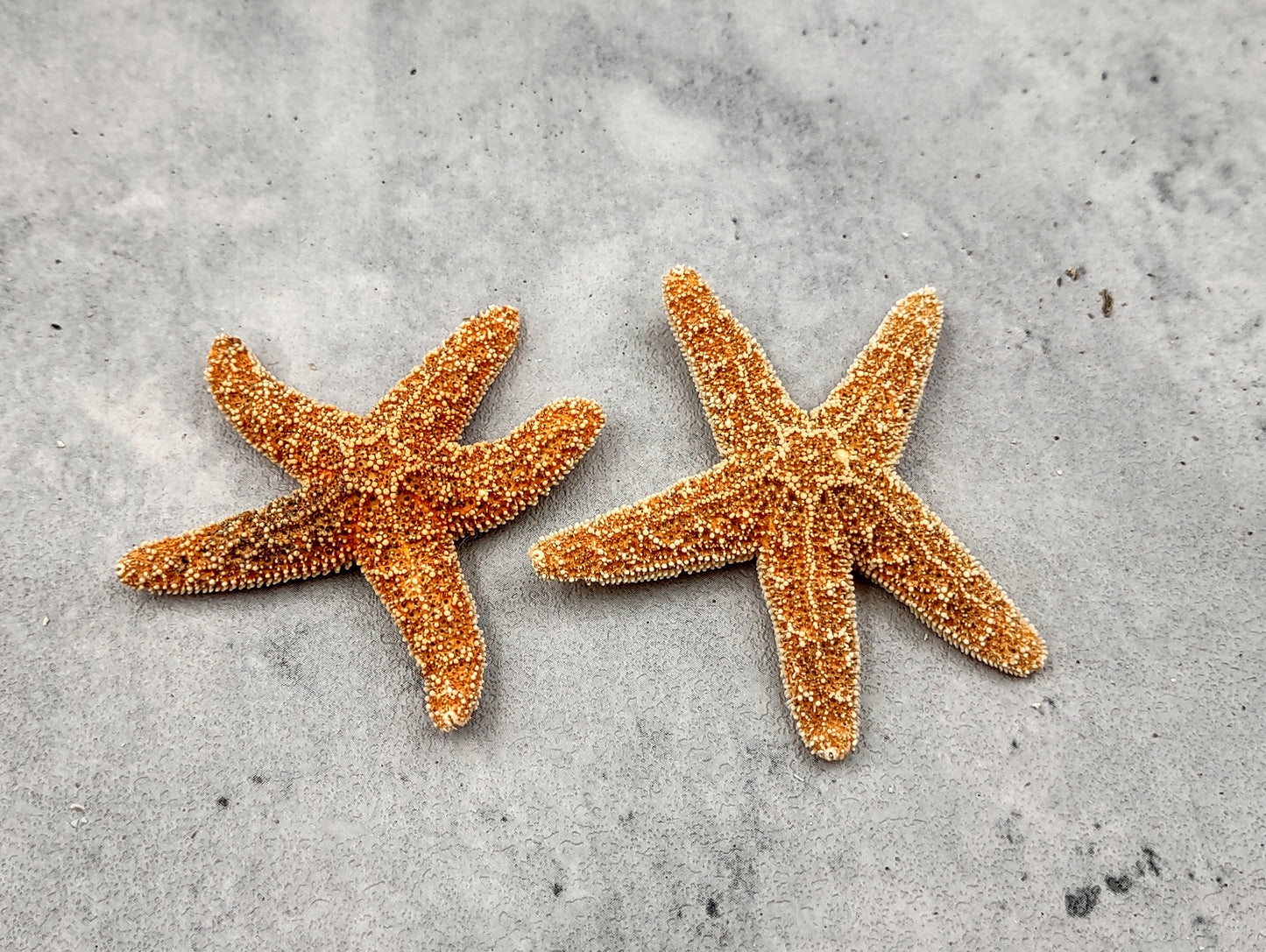 Small Sugar Starfish Piaster Ochraceus (2 starfish approx. 2+ inches) Perfect shells for coastal crafting décor & collections! Sand-colored textured Starfish. Copyright 2024 SeaShellSupply.com