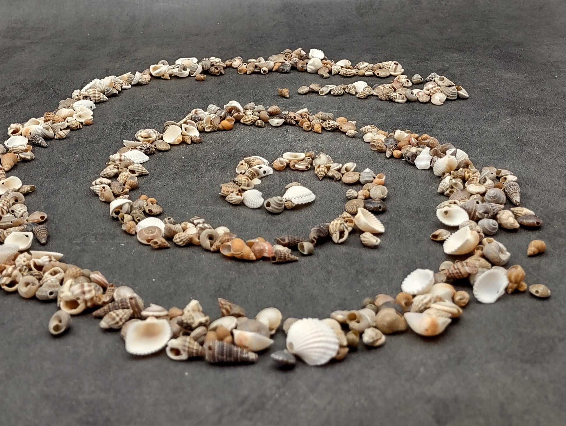 Extra Small Drilled Seashells (approx. 1 cup 180+ shells 0.5+ inch) Perfect shells for coastal crafting and collections! Mixed pastel spiral and wide shells of tan and brown colors with a sprinkle of purple. Copy right 2024 SeaShellSupply.com