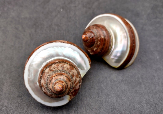 Banded Tapestry Turbo (2 pcs.) - (2-2.5 inches) - Turbo Petholatus. Three brown spiral brown and tan shells showing multiple different angles. Copyright 2024 SeaShellSupply.com.