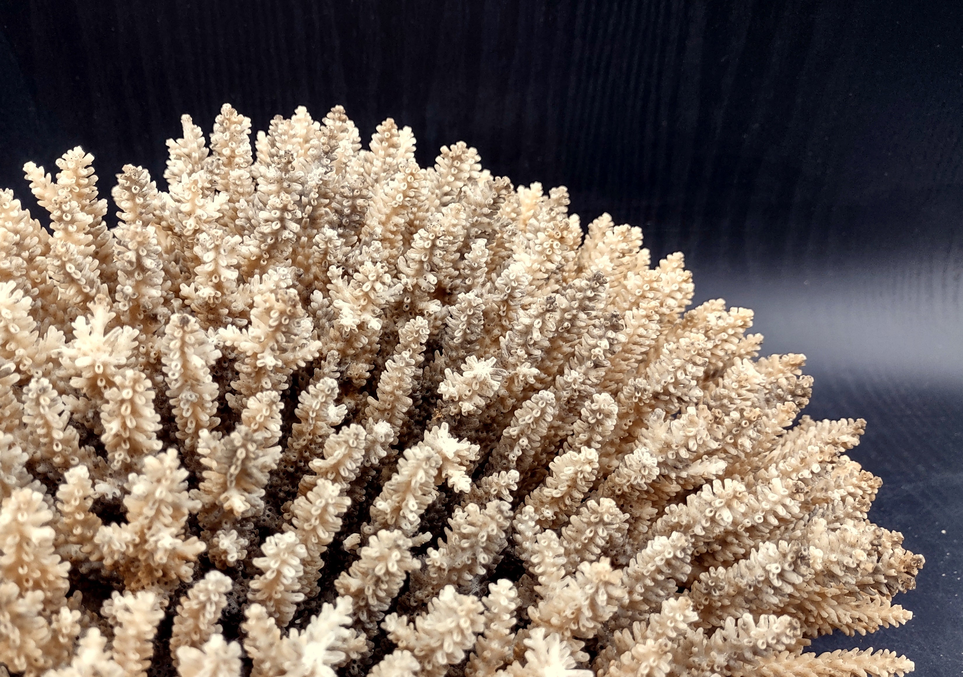 Large online White Sea Coral Cluster - 13” long