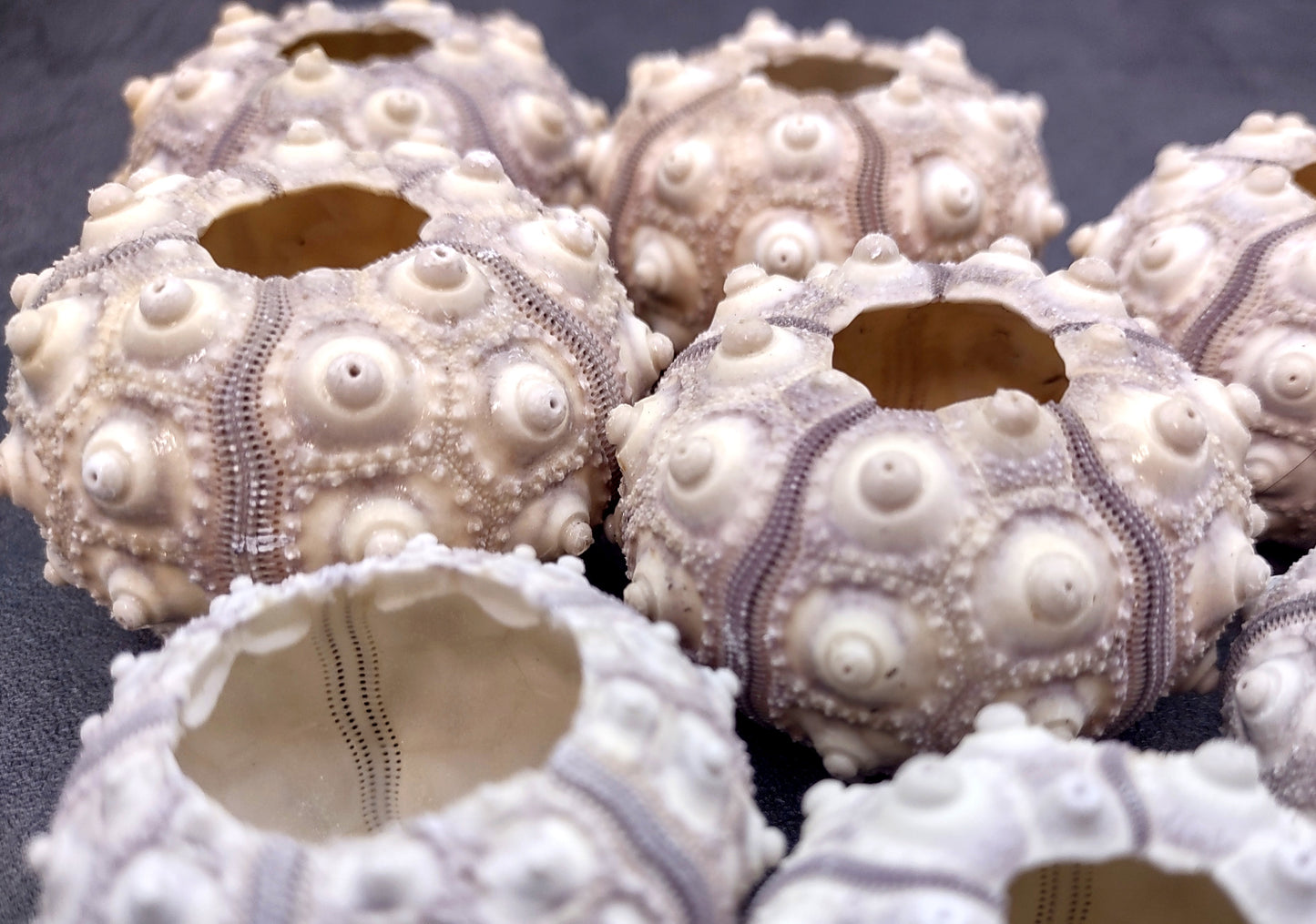 Sputnik/Thai Sea Urchin (2 pcs.) - (1-2 inch) - Phyllacanthus Parvispinus. Grey and white Urchins. Copyright 2024 SeaShellSupply.com.