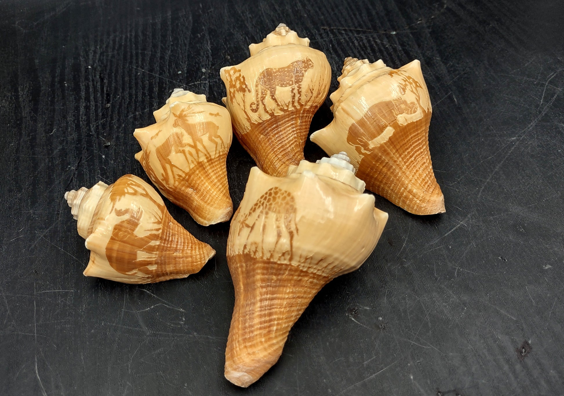 Carved Conch Seashell Decorative Set Lion Tiger Bear (3 shells approx. 3+ inches) Conch shells for coastal crafting display & collecting! Brown and tan spiral shells. Copy right 2024 SeaShellMart.com
