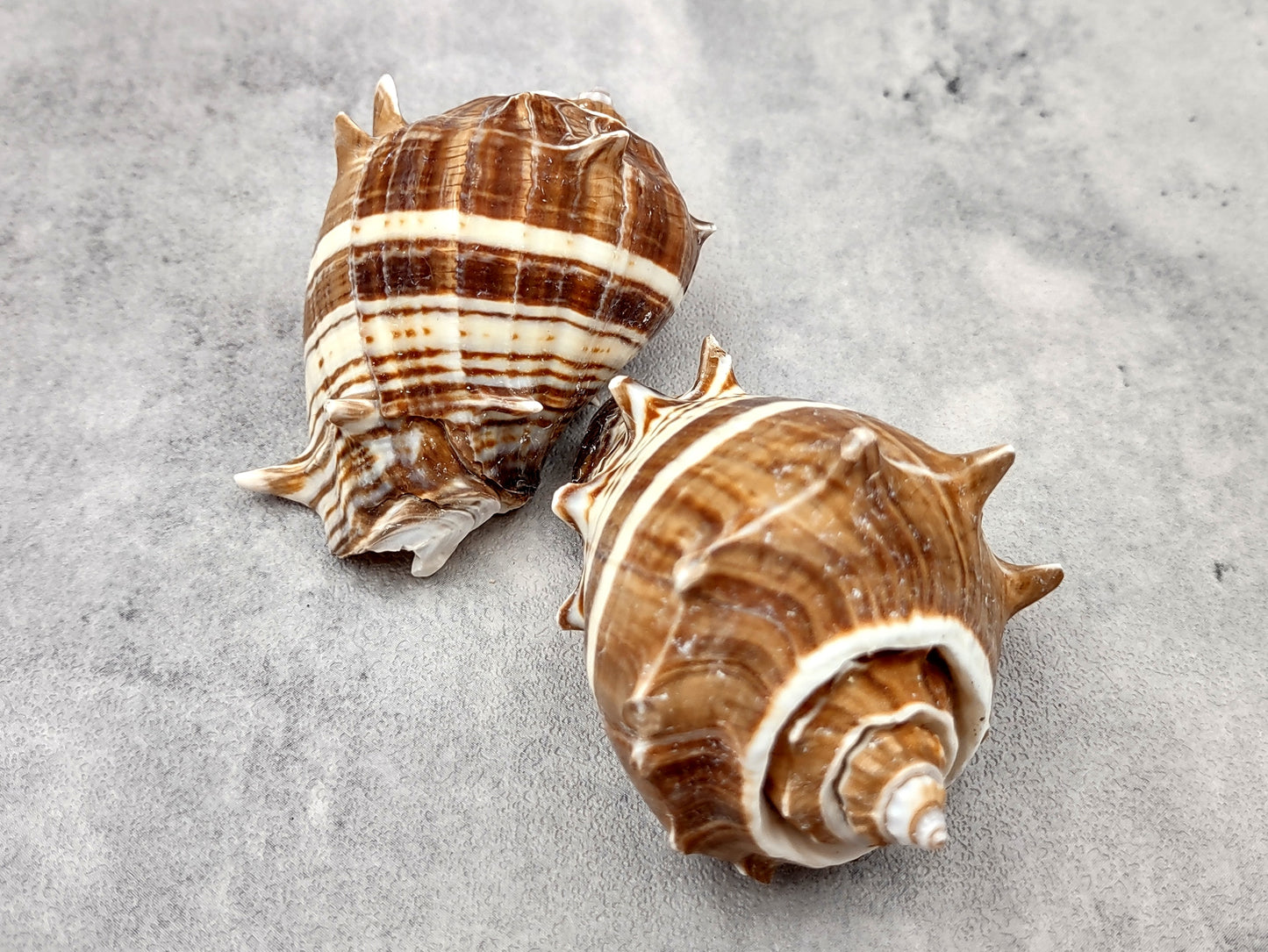 King Crown Conch Seashells Melongena Corona (2 shells approx. 2.5+ inches) Conch shell great for coastal crafting display & collections. Striped bunching of spiral shells. Copy right 2024 SeaShellSupply.com