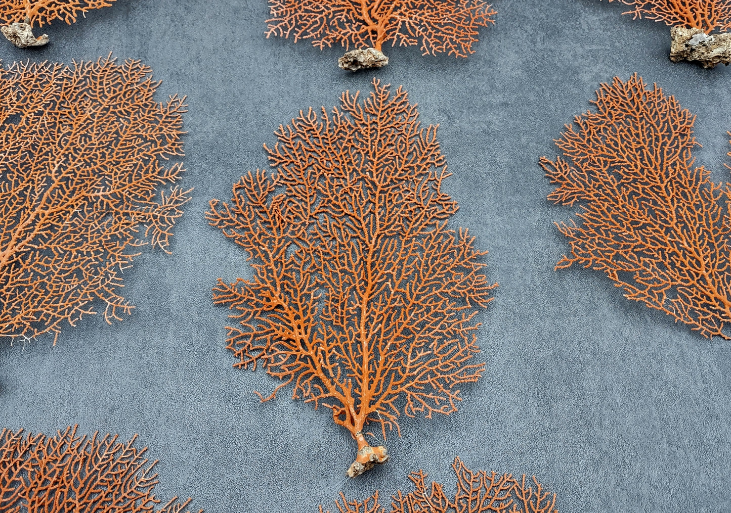 Red-Orange Sea Fan - Echinogorgia SP - (1 fan approx. 5-7 inches) on dark background. Copyright 2022 SeaShellSupply.com.