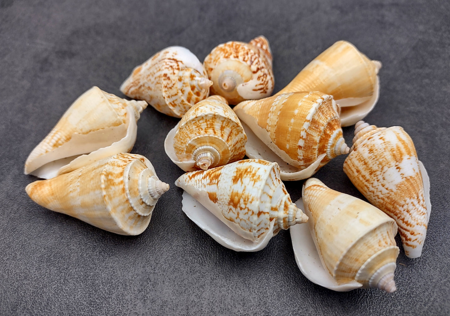 Margined Conch Seashells - Strombus Marginatus - (10 shells). A small pile of white spiral shells with brown accents. Copyright 2022 SeaShellSupply.com.