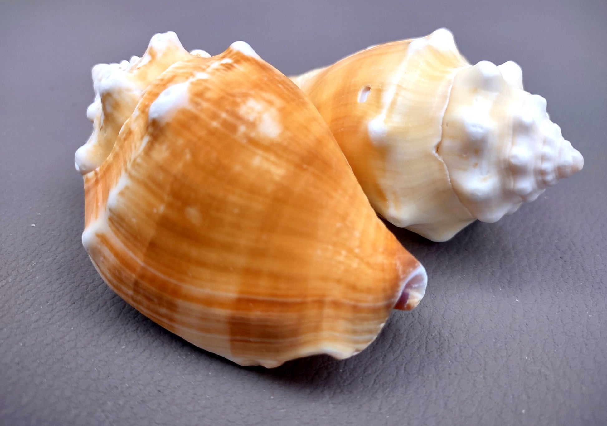 Florida Fighting Conch Seashell - Strombus Pugilus - (2 shells 2-3 inches). Orange tinted shells knobby shells. Copyright 2024 SeaShellSupply.com.