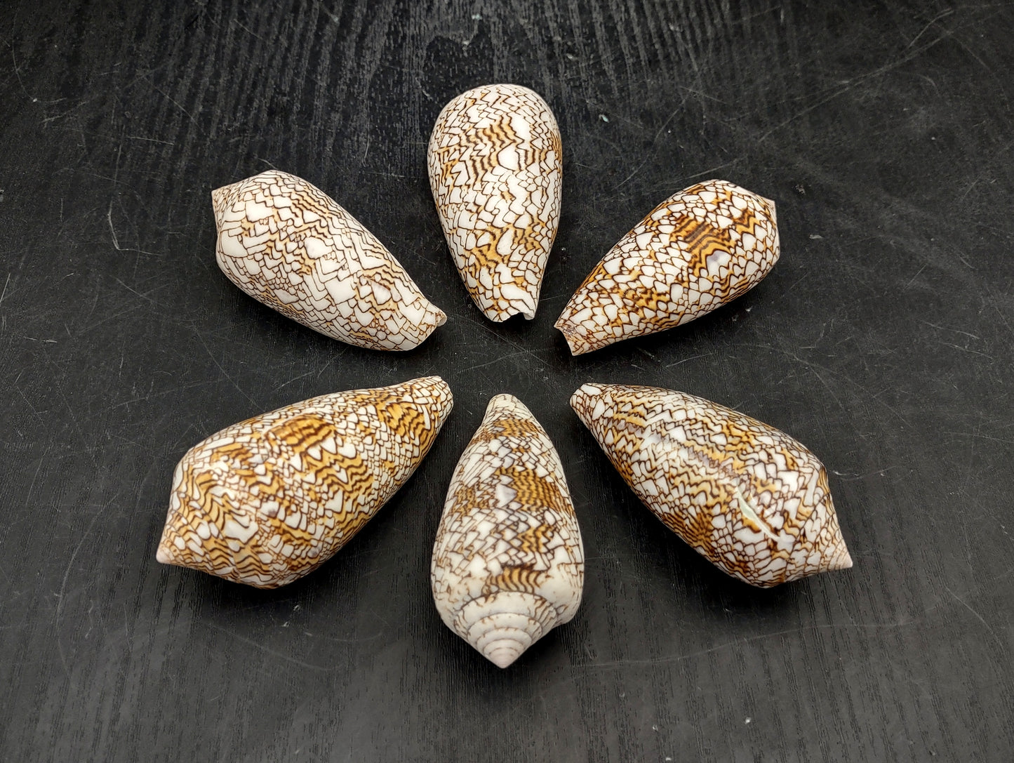 Cloth of Gold Cone Seashell - Conus Textile - (1 shell approx. 2.5-3 inches). One white, brown, and orange patterned beautiful shell with almost a mountain like pattern. Copyright 2022 SeaShellSupply.com.