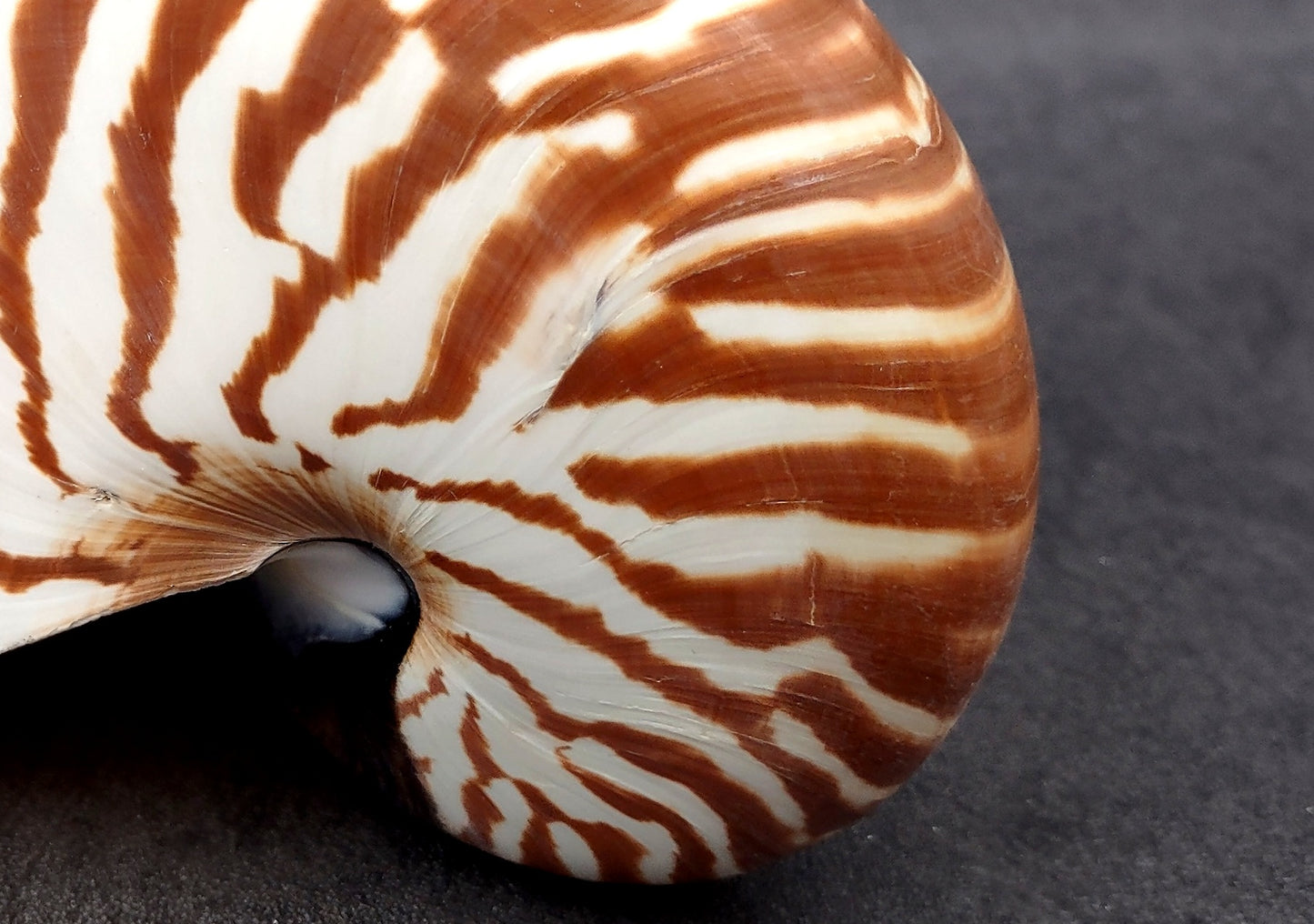 Natural Nautilus Seashell Nautilus Pompilius (1 shell approx. 5+ inches) Great shells for coastal crafting decor & collections!