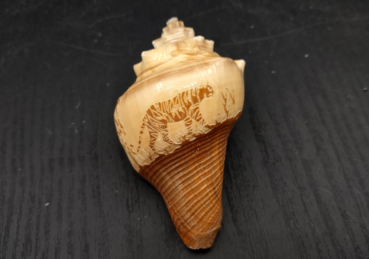 Carved Conch Seashell Decorative Set Lion Tiger Bear (3 shells approx. 3+ inches) Conch shells for coastal crafting display & collecting!