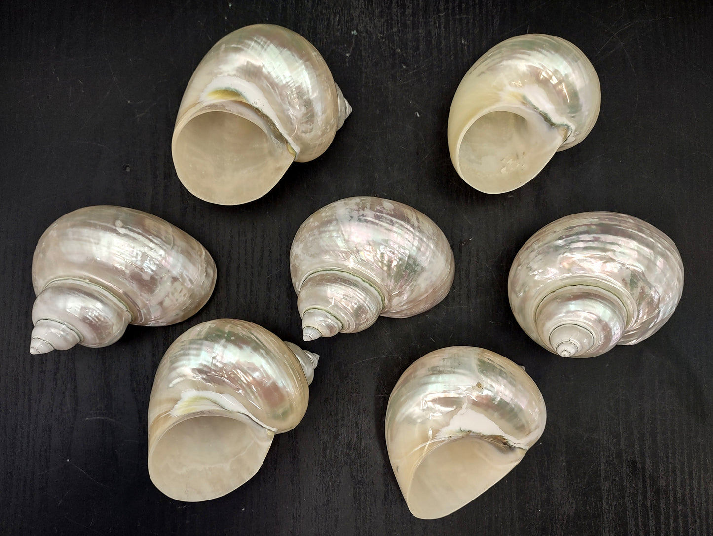 Pearlized Jade Turbo Shell (4 inches) - Turbo Burgessi. Two shiny and sort of reflective shells, one pointing to show the spiral and one showing the opening. Copyright 2022 SeaShellSupply.com.