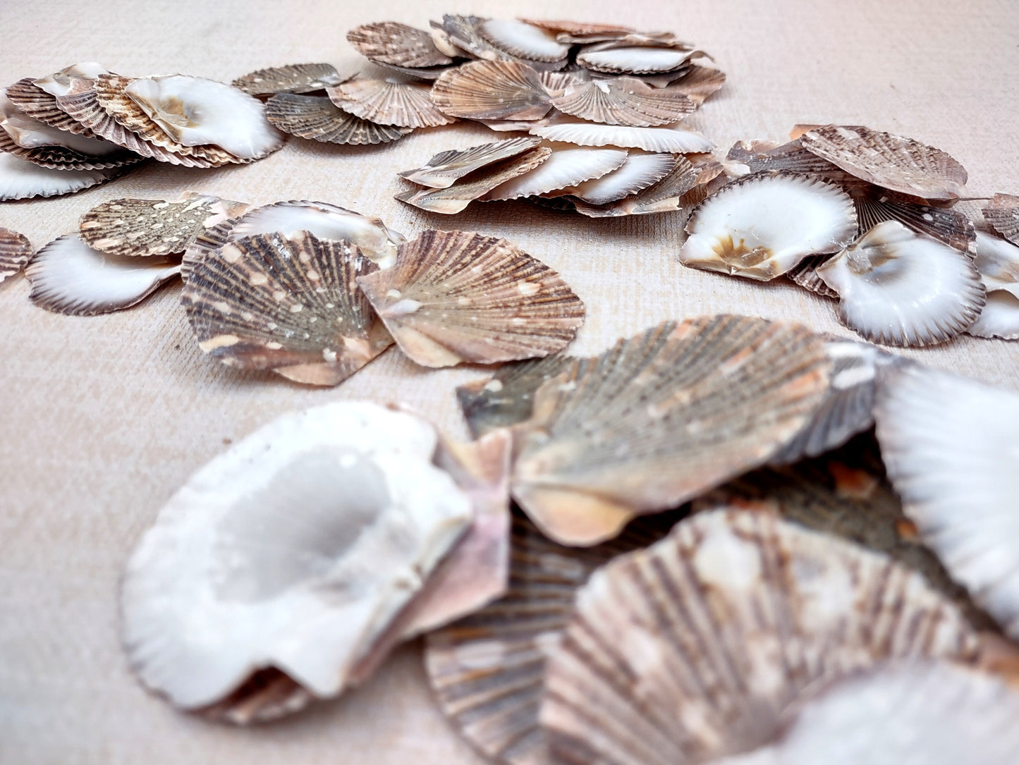 Flat Pixie Scallop Seashells Pecten (approx. half cup 10+ shells 0.5-1+ inches) Perfect shells for coastal crafting décor & collections!