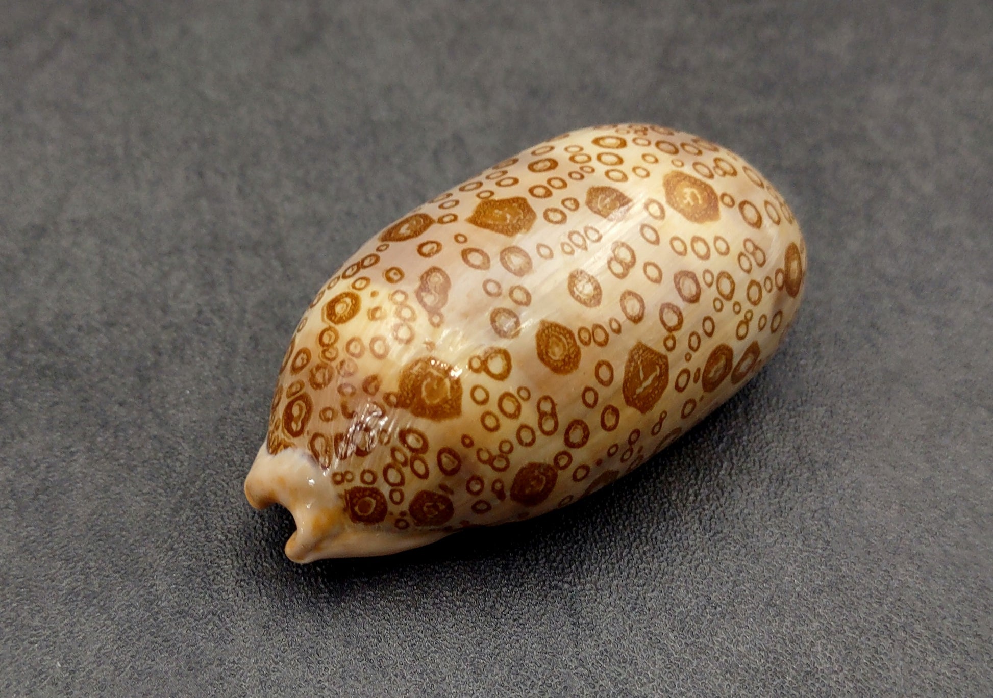 Eyed Cowrie Seashell - Cypraea Argus - (1 shell approx. 2.5-3 inches). Two shells, one showing the ribbed jagged edge of the wrapping of the shell and the other showing the outside design. Copyright 2022 SeaShellSupply.com.