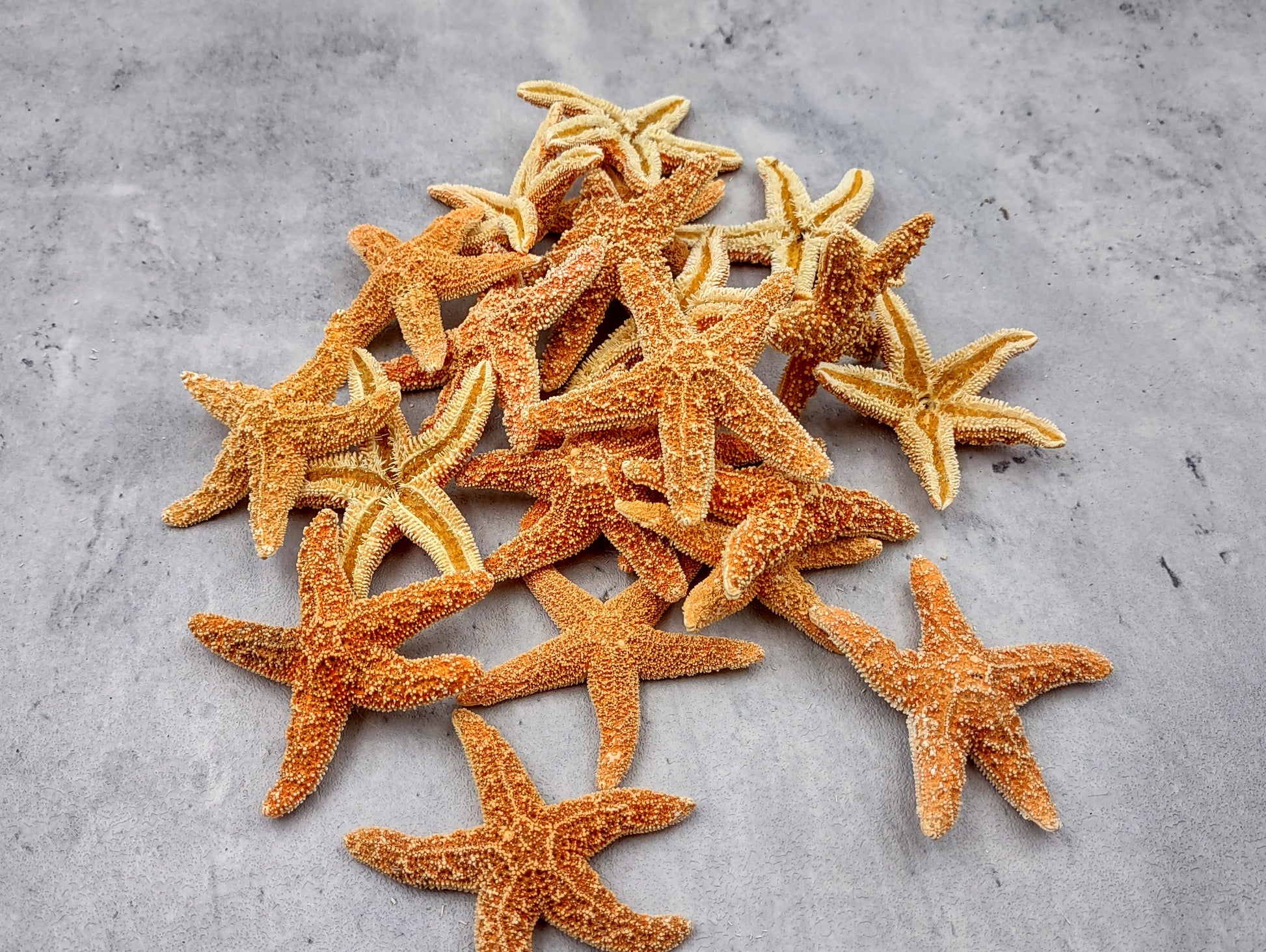 Small Sugar Starfish Piaster Ochraceus (2 starfish approx. 2+ inches) Perfect shells for coastal crafting décor & collections! Sand-colored textured Starfish. Copyright 2024 SeaShellSupply.com