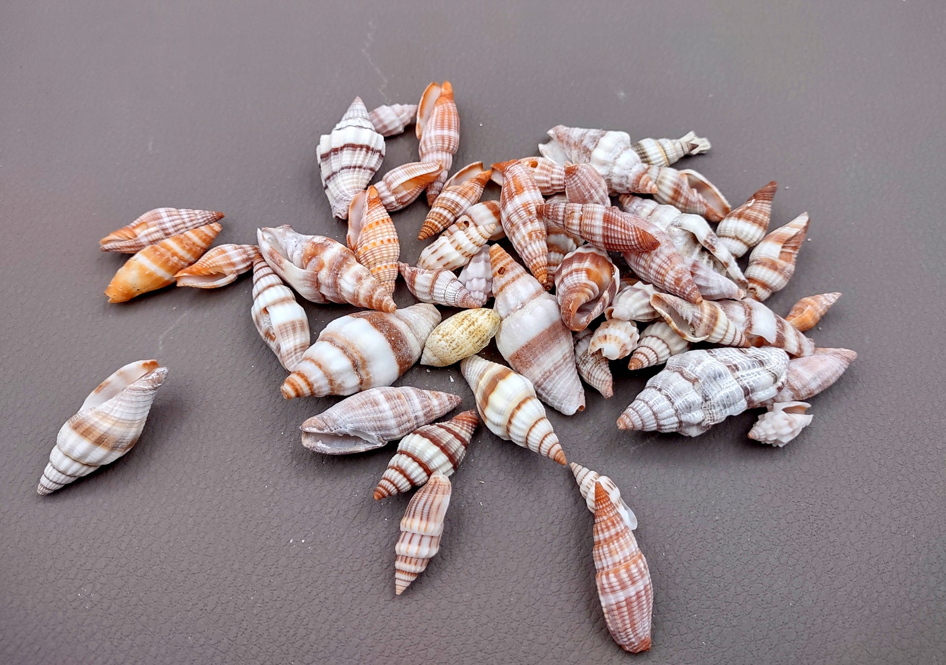 Assorted Miter Seashells (appx. 22-25 pcs.). Multiple red and orange shaded spiral ribbed shells in a pile. Copyright 2024 SeaShellSupply.com.