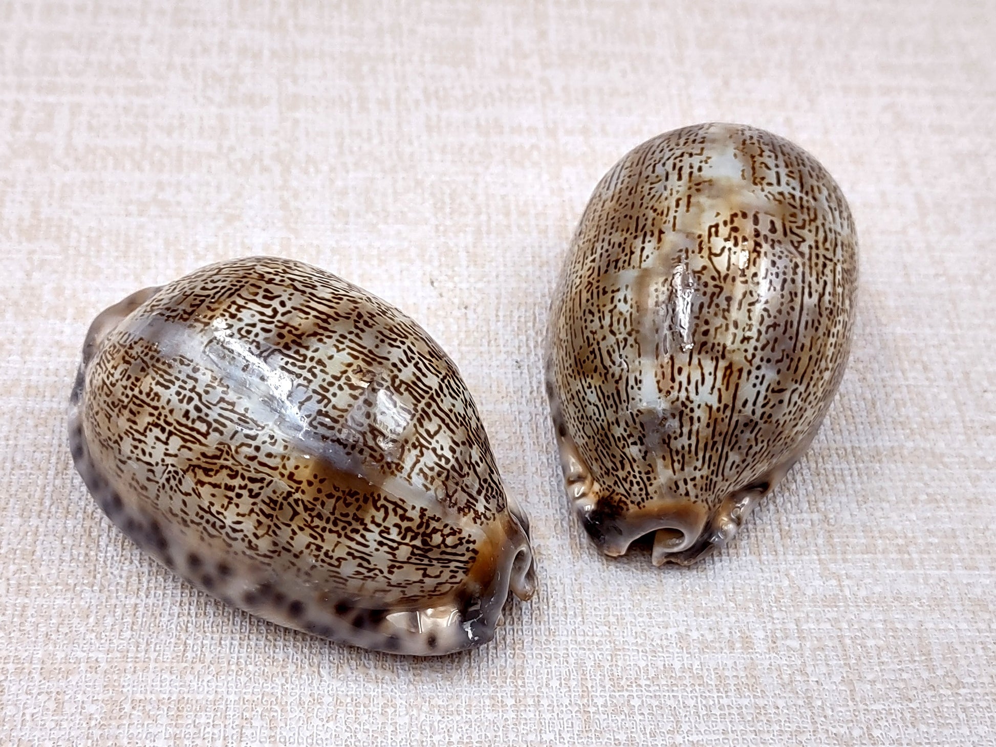 Large Arabic Cowrie Seashells Cypraea Arabica (2 shells approx. 2+ inches) Beautiful shells for any coastal crafting or décor! Brown and white spotted wrapped shells. Copyright 2024 SeaShellMart.com