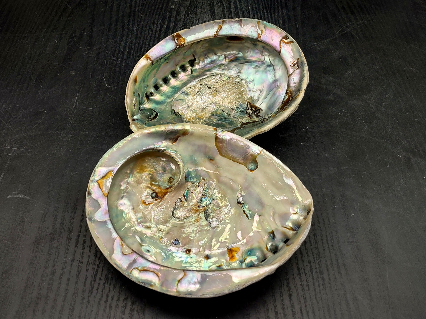 Midas South African Abalone Shell Haliotis Midae (1 shell approx. 6+ inches) Natural shell for collecting crafts arts & display!