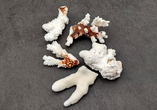 Medium Coral Pieces (5 coral pieces approx. 3+ inches) Coral pieces to add to any coastal display or collection!