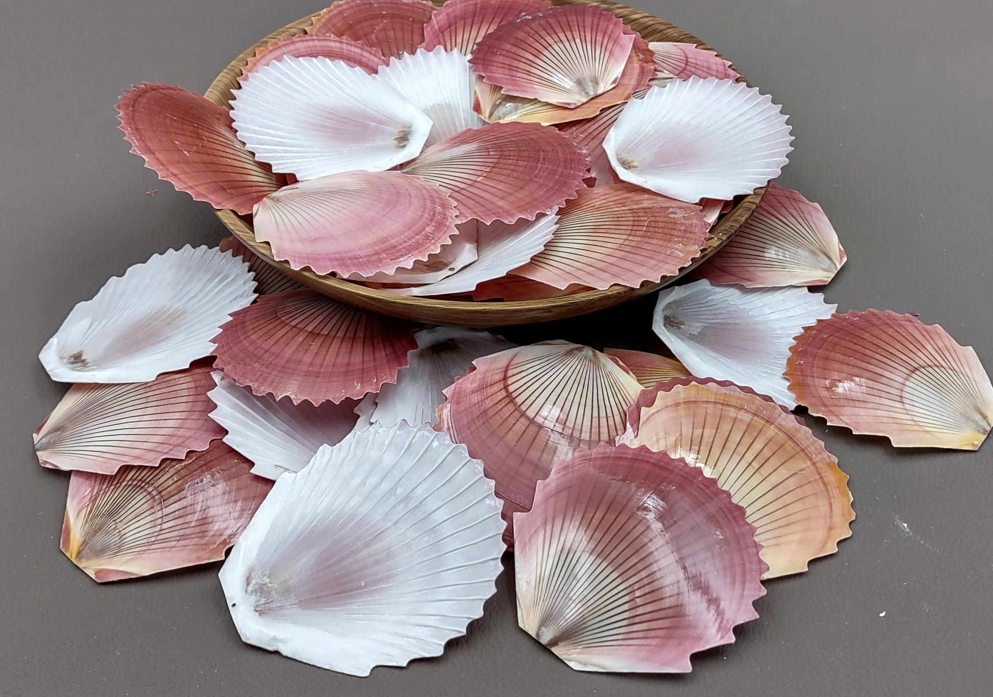 Sun & Moon Brown Zig Zag Polished Scallop Seashells - (10 shells approx. 3 inches). Multiple different shaded shells in a pile. Copyright 2022 SeaShellSupply.com.