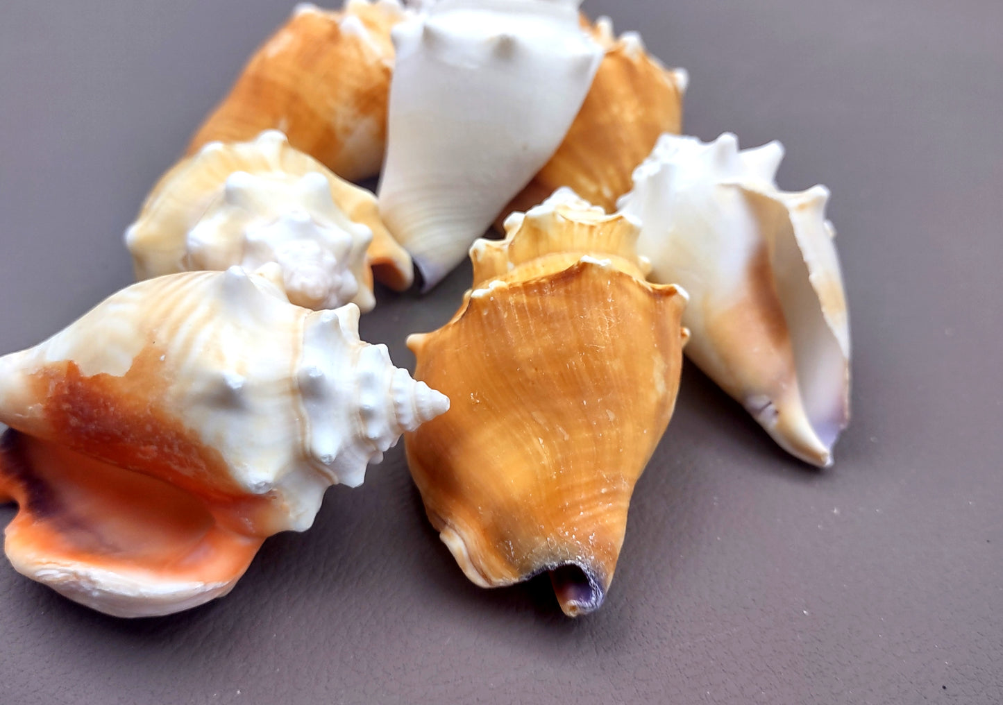 Florida Fighting Conch Seashell - Strombus Pugilus - (2 shells 2-3 inches). Orange tinted shells knobby shells. Copyright 2024 SeaShellSupply.com.