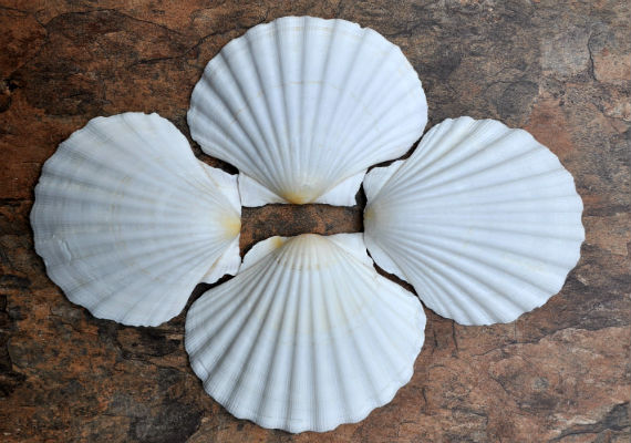 Irish Deep Baking Scallop Seashells Pecten Yessoensis (4 shells approx. 4+ inches) Perfect shells for coastal crafting décor & collections!