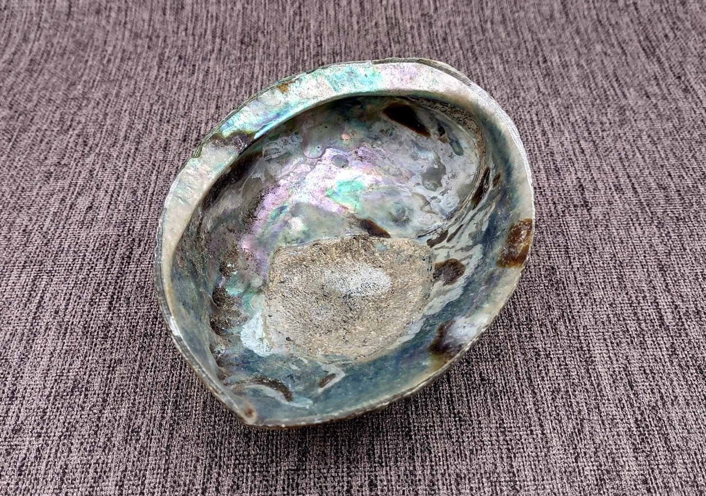 Paua Abalone Seashell Dish with Stand (1 shell approx. 5-5.5+ inches) Great natural shell for any collection!