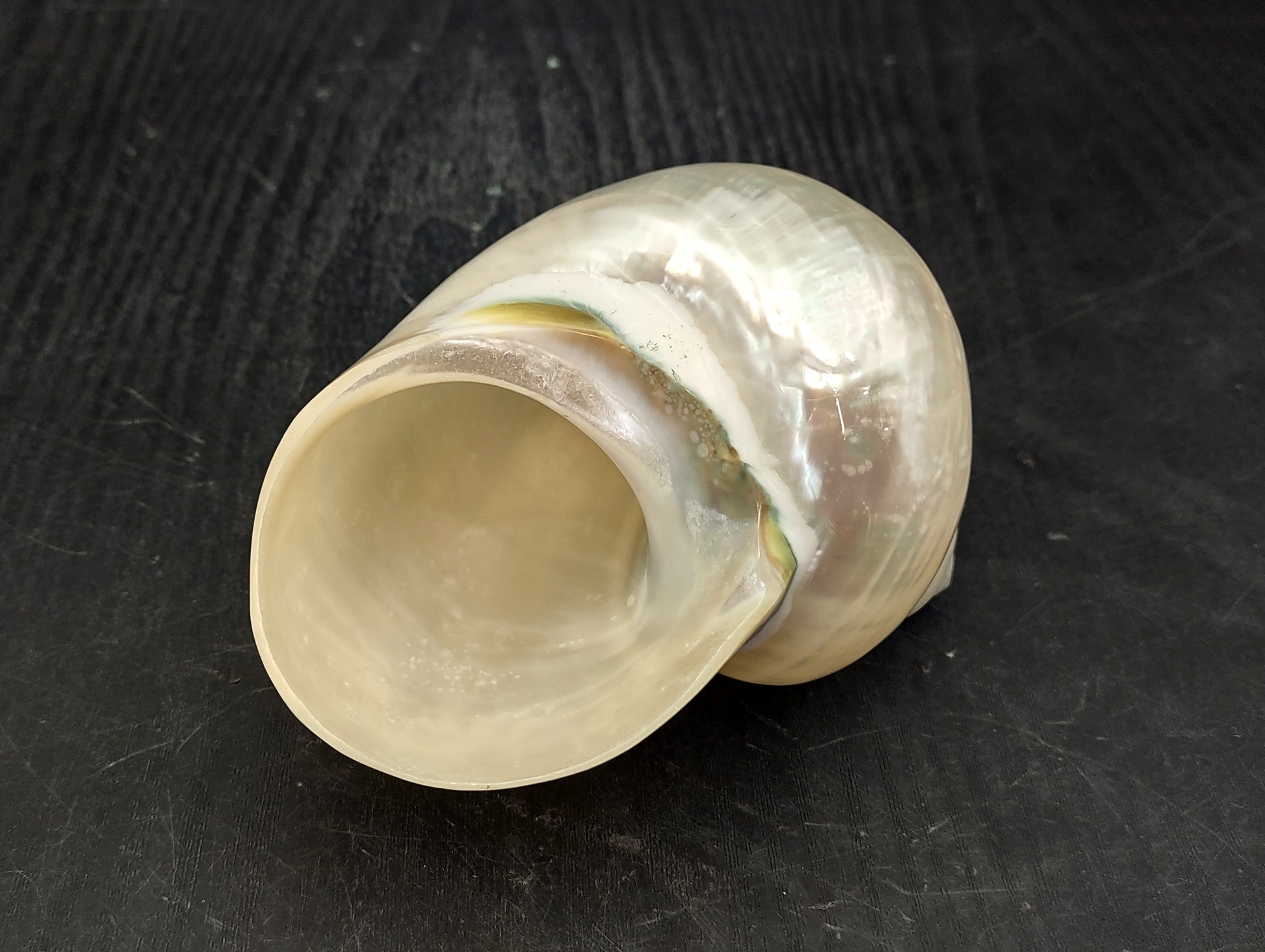 Pearlized Jade Turbo Shell (4 inches) - Turbo Burgessi. Two shiny and sort of reflective shells, one pointing to show the spiral and one showing the opening. Copyright 2022 SeaShellSupply.com.